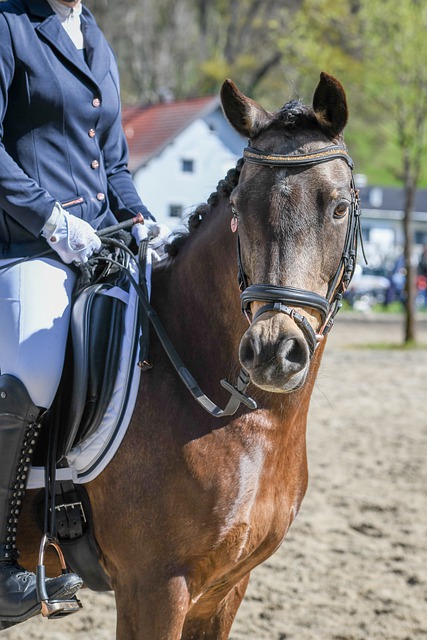 利拉德的領 利拉德的領