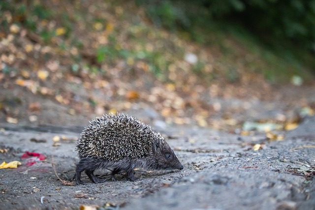 反观马威与 反观马威与